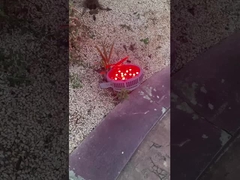 Wow！ What are beautiful lamps in the amusement park！